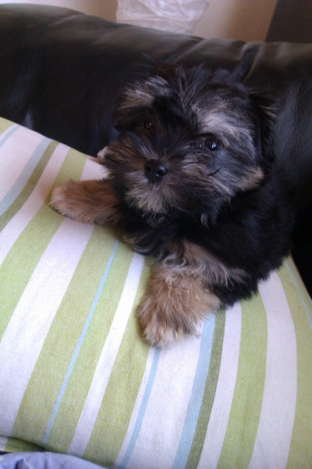 Løwchen Naomi billede 2