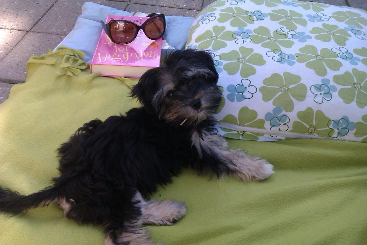 Løwchen Naomi billede 3