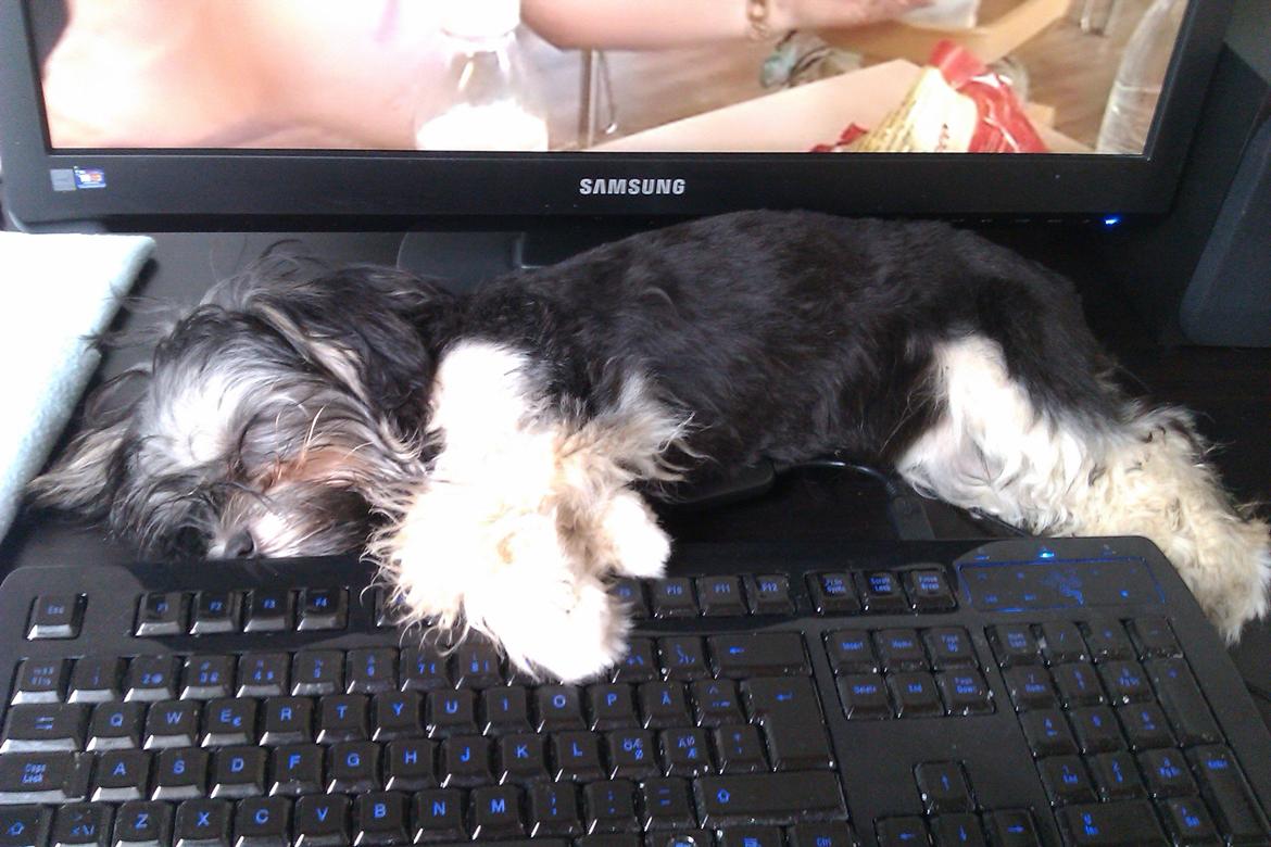 Løwchen Naomi billede 4