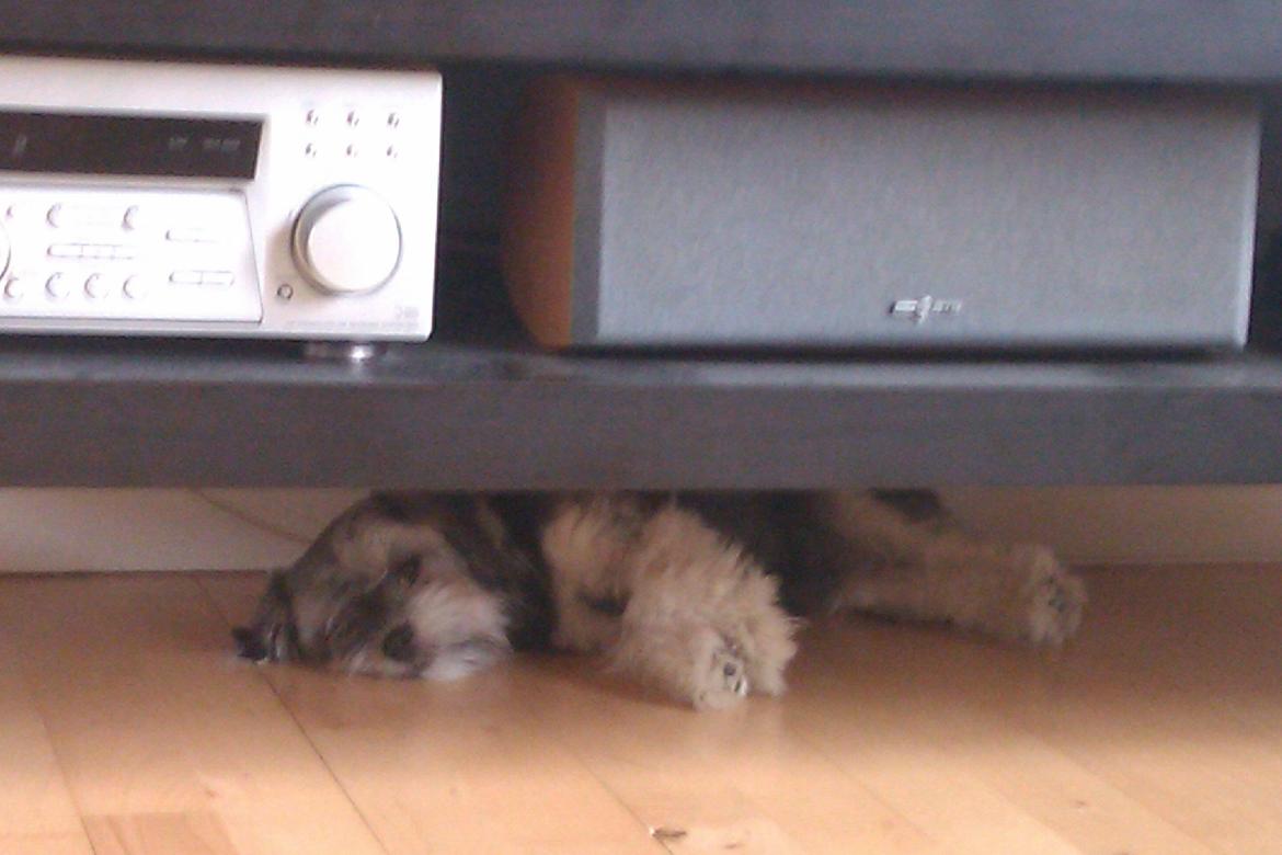 Løwchen Naomi billede 5