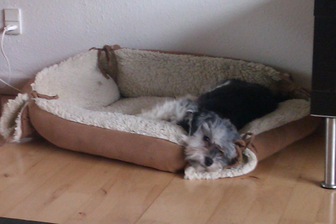 Løwchen Naomi billede 6