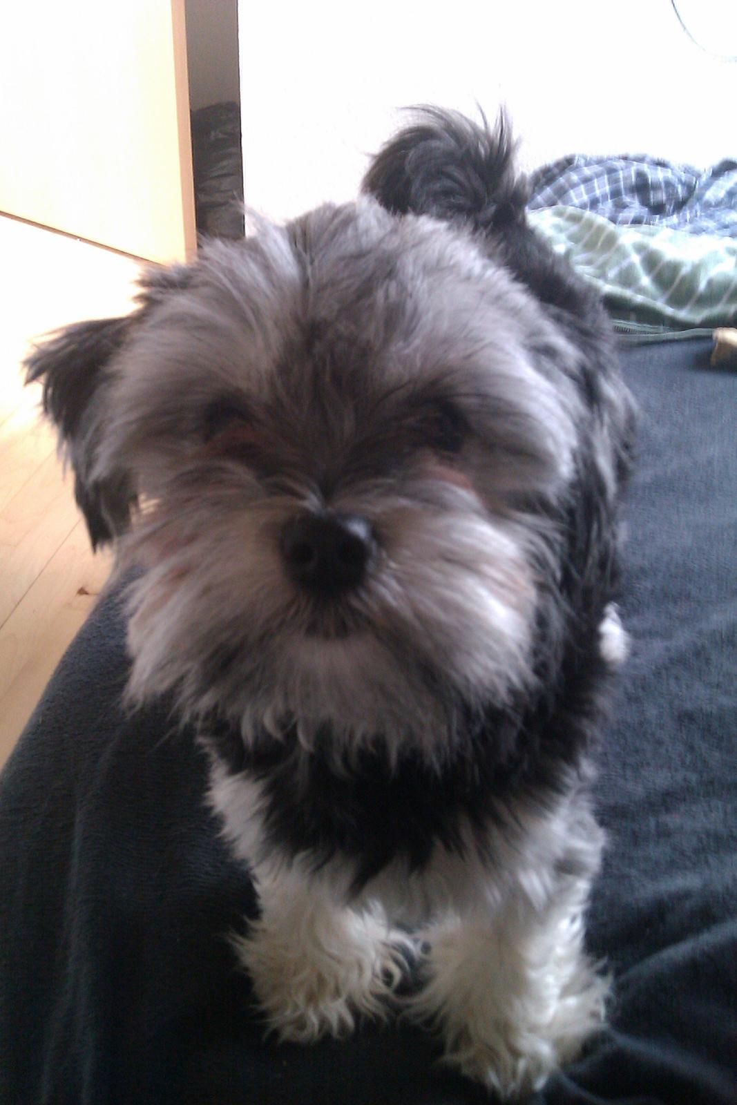 Løwchen Naomi billede 7