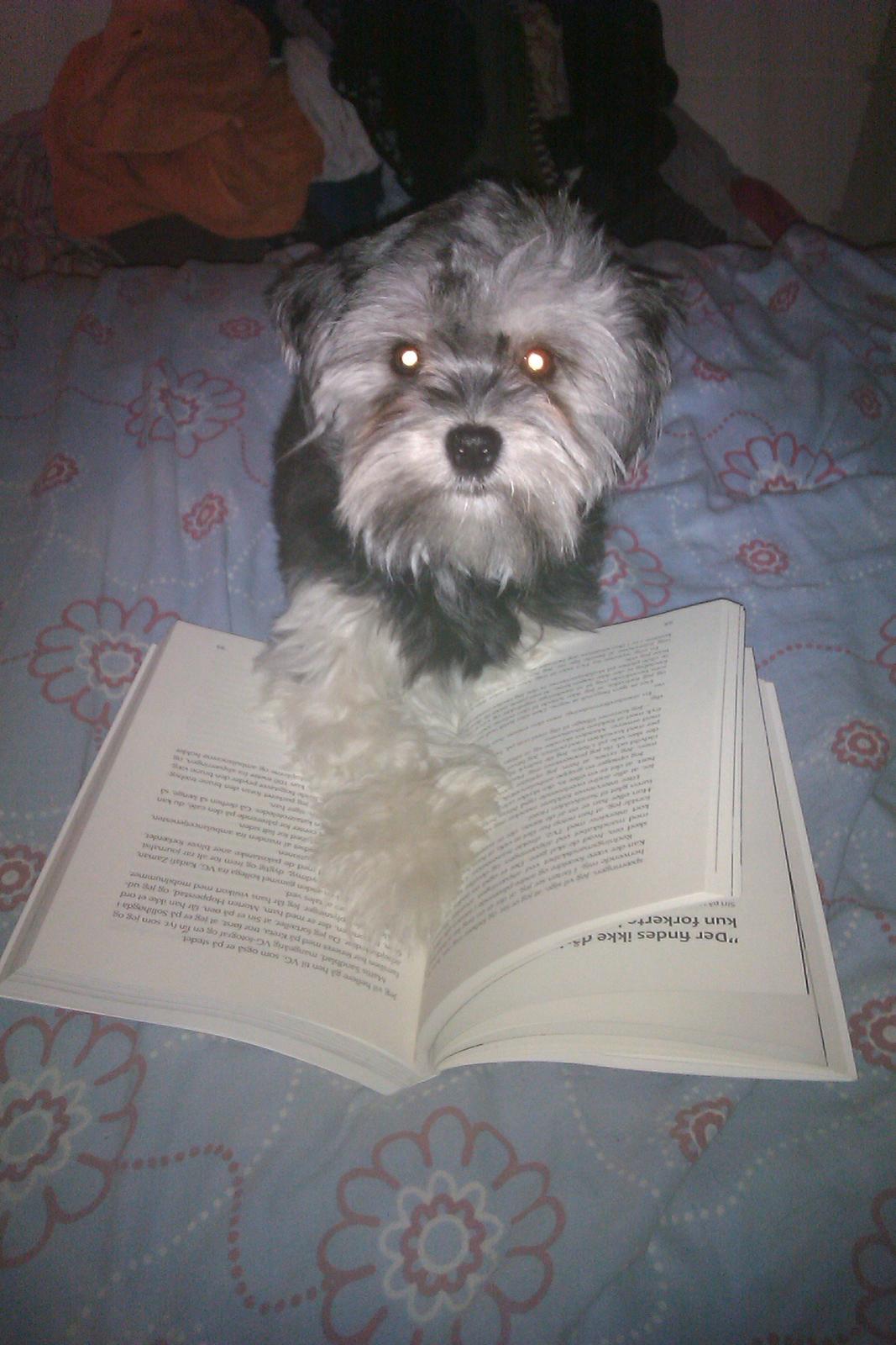 Løwchen Naomi billede 8