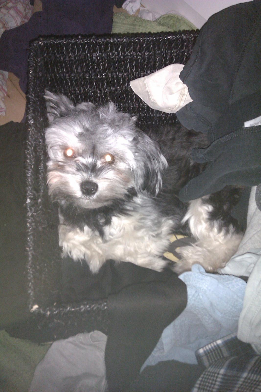 Løwchen Naomi billede 9