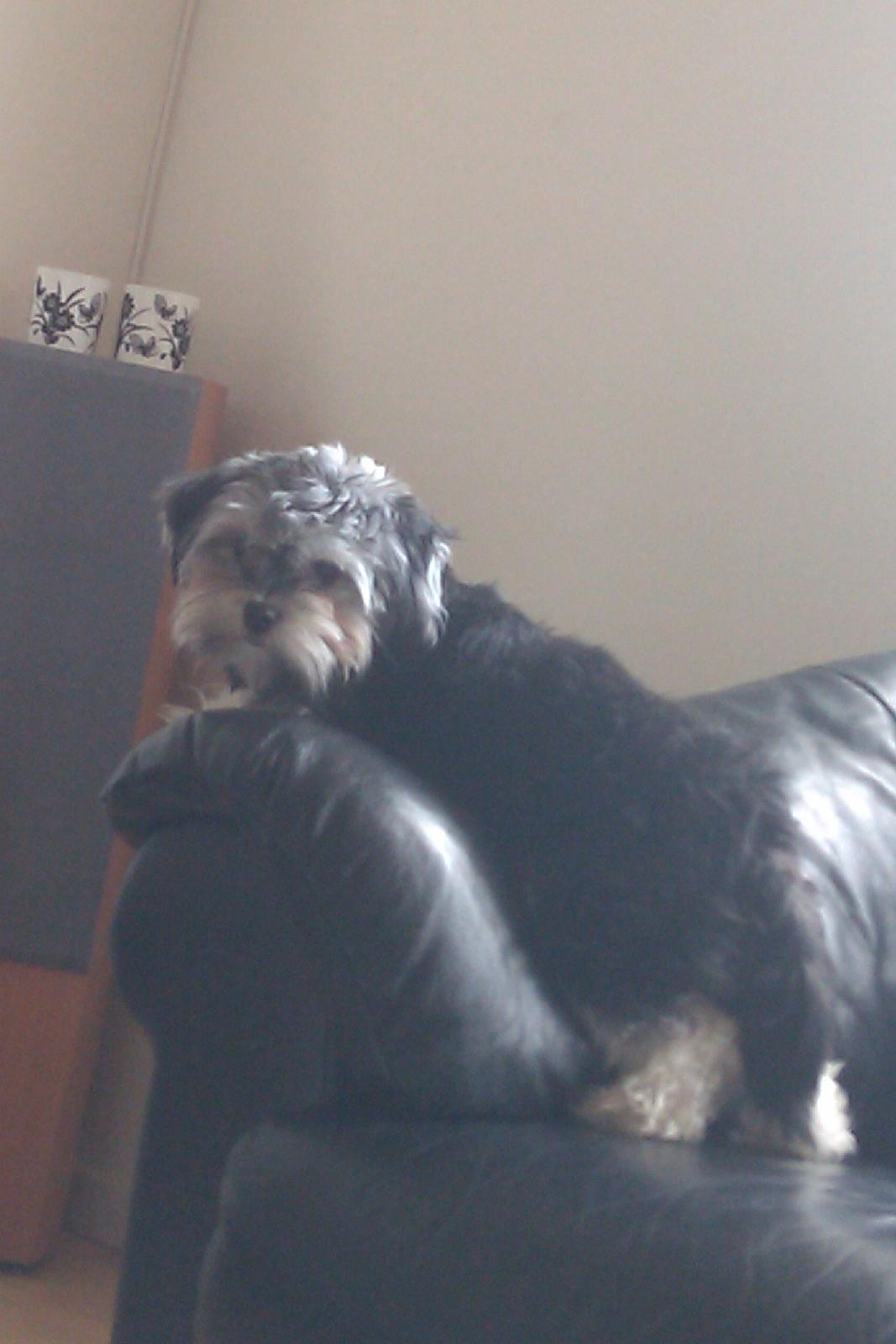 Løwchen Naomi billede 10