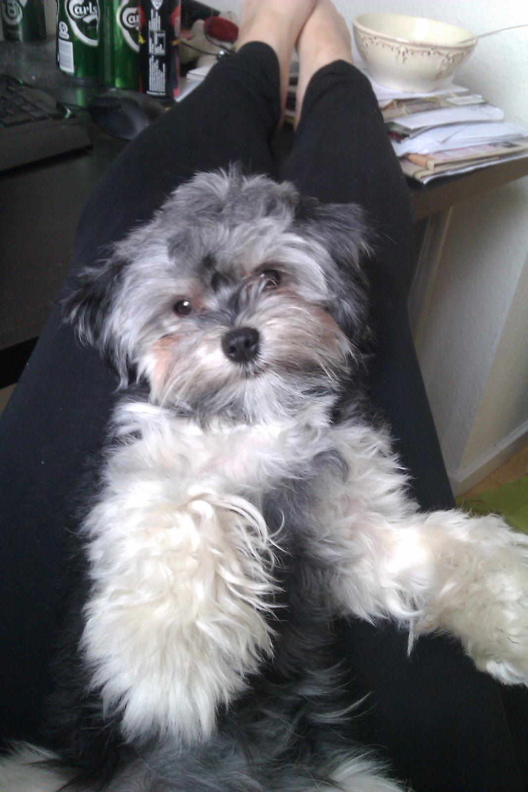 Løwchen Naomi billede 11