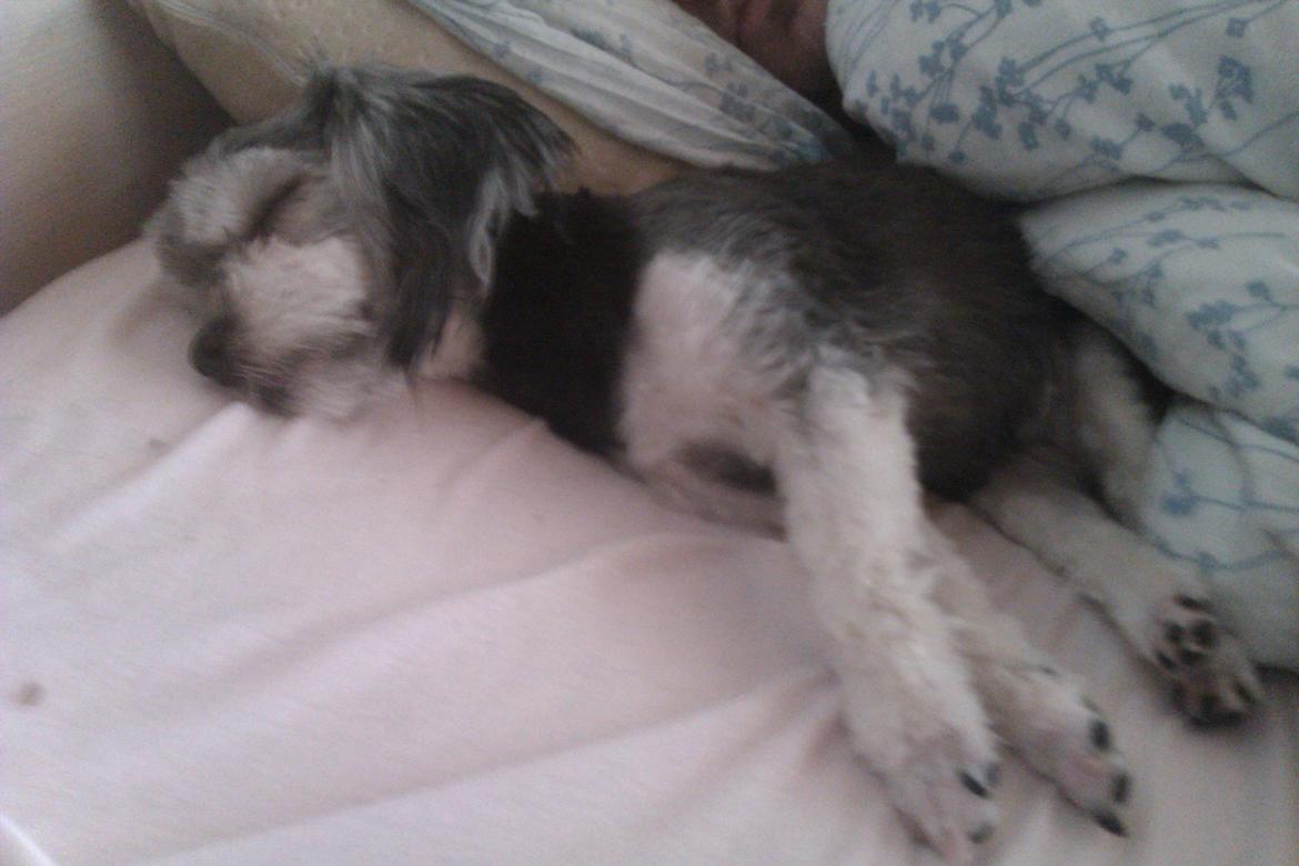 Løwchen Naomi billede 13