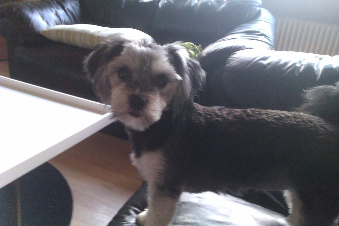 Løwchen Naomi billede 14