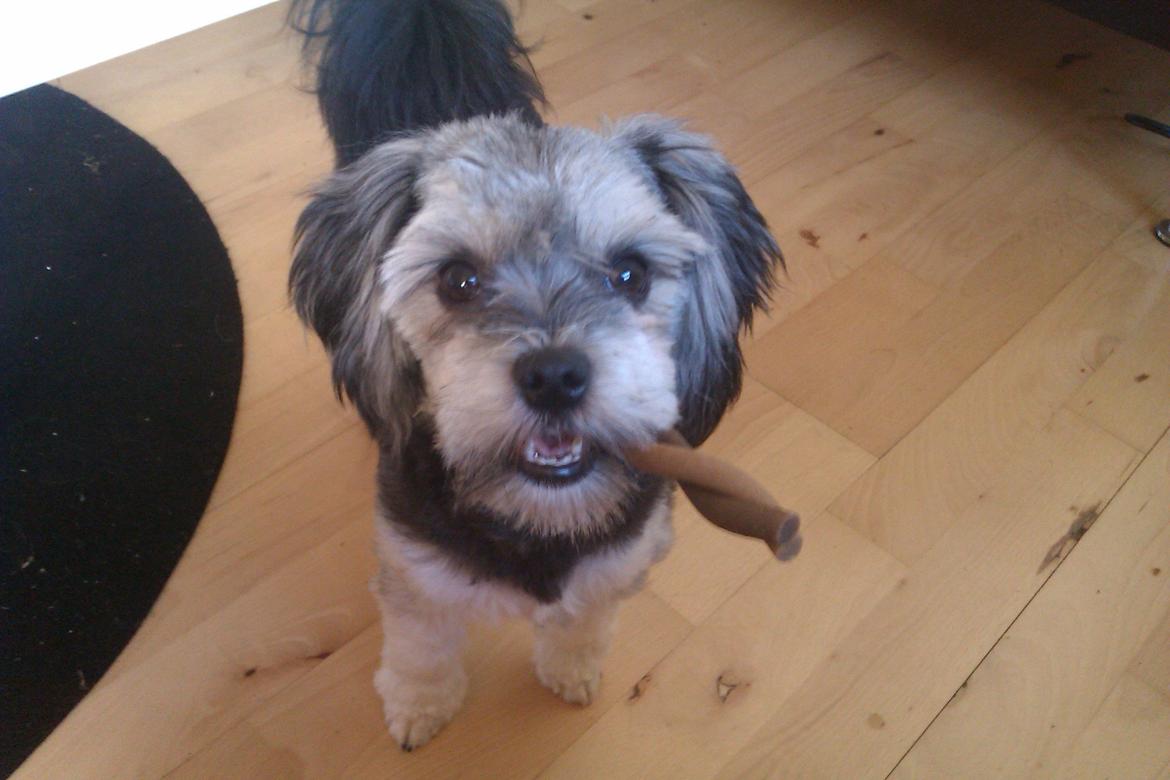 Løwchen Naomi billede 15