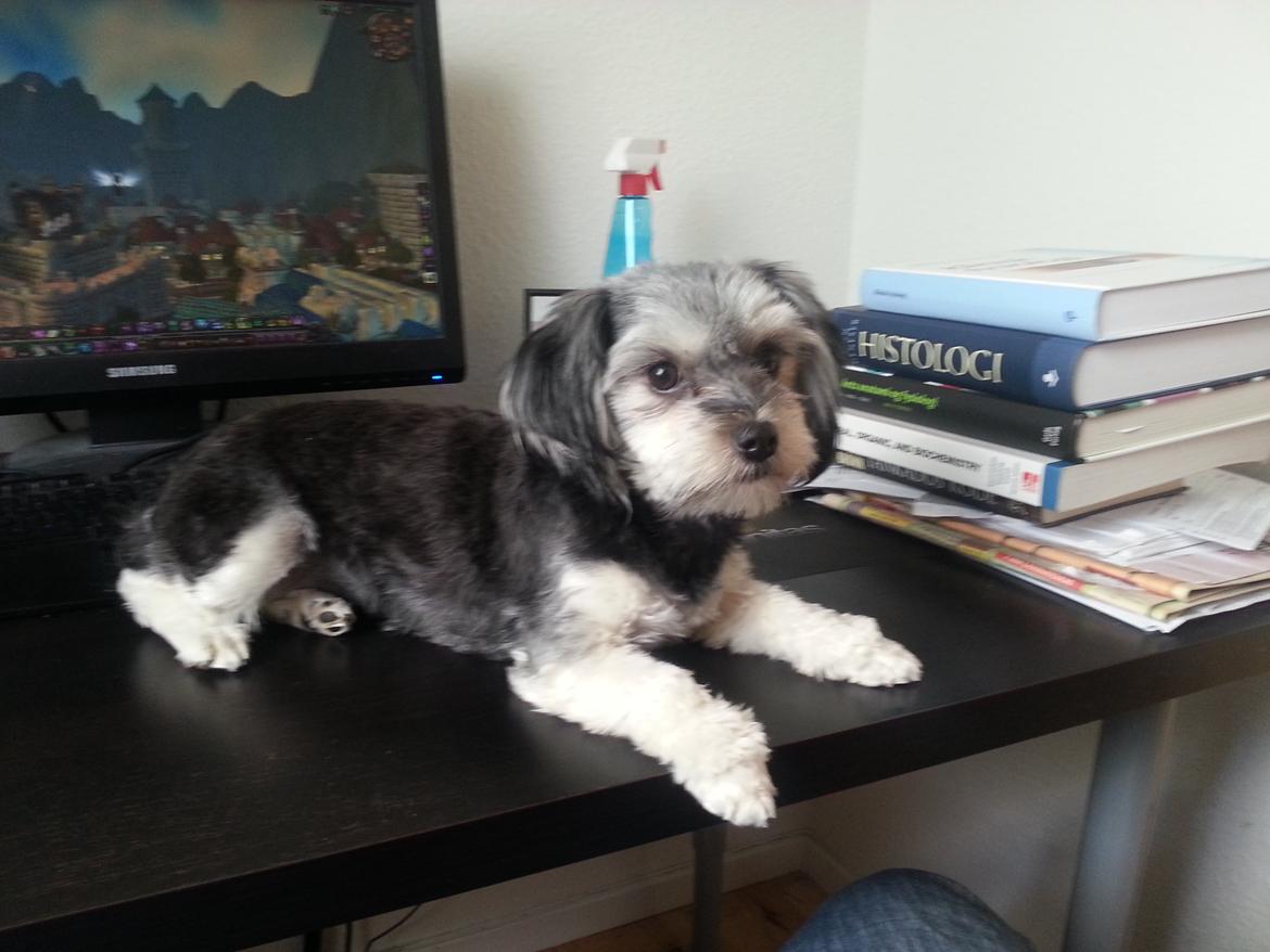 Løwchen Naomi billede 16