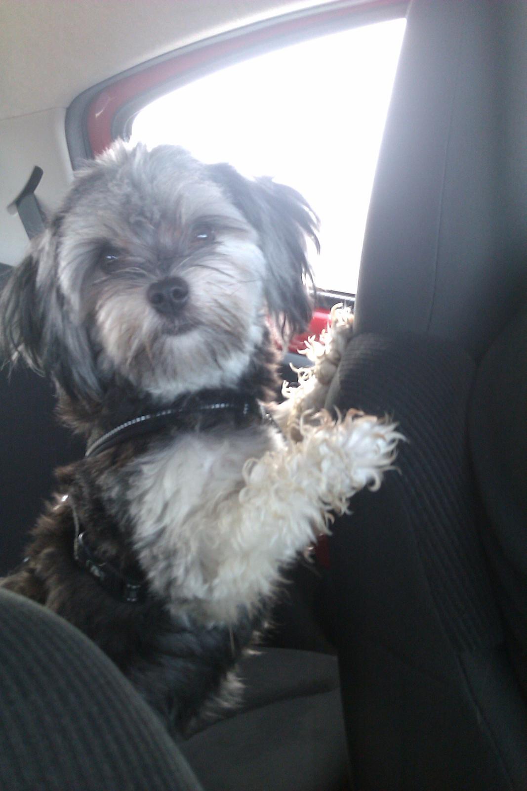 Løwchen Naomi billede 17