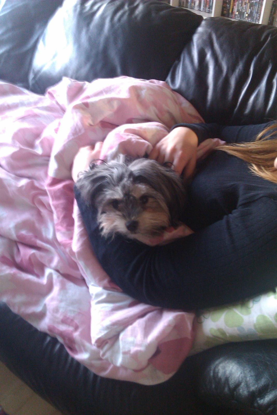 Løwchen Naomi billede 18