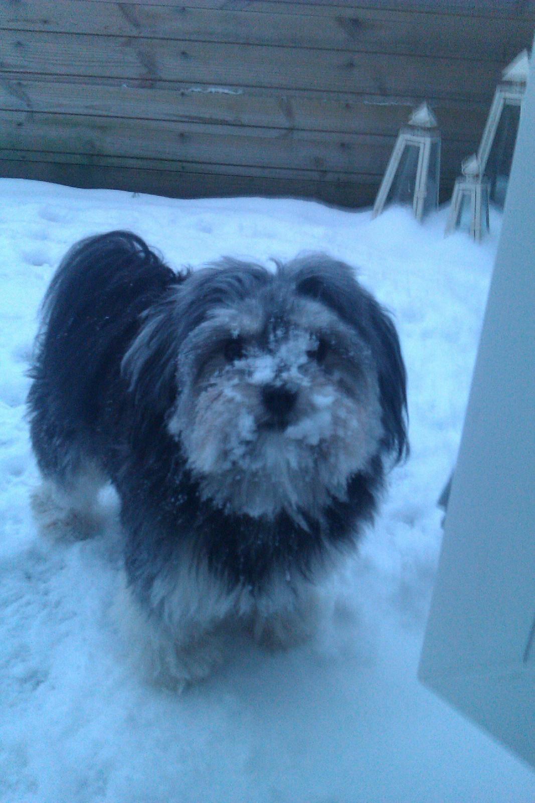 Løwchen Naomi billede 19