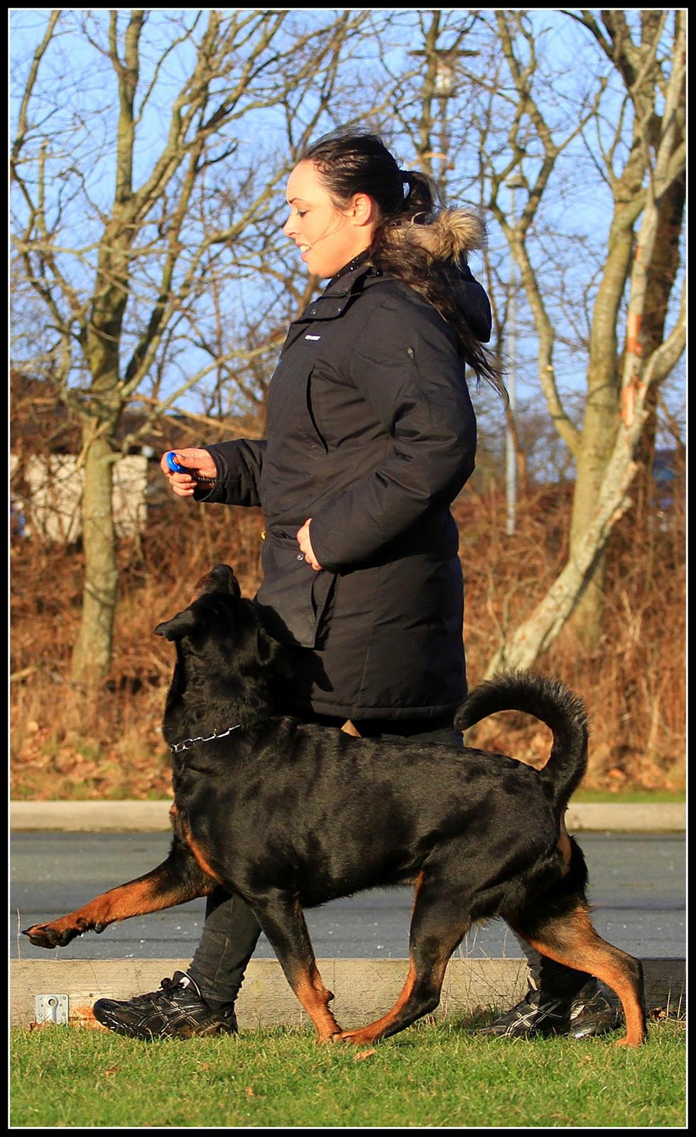Rottweiler Lijepo´s Deedee - Lydighed -NYT billede 12