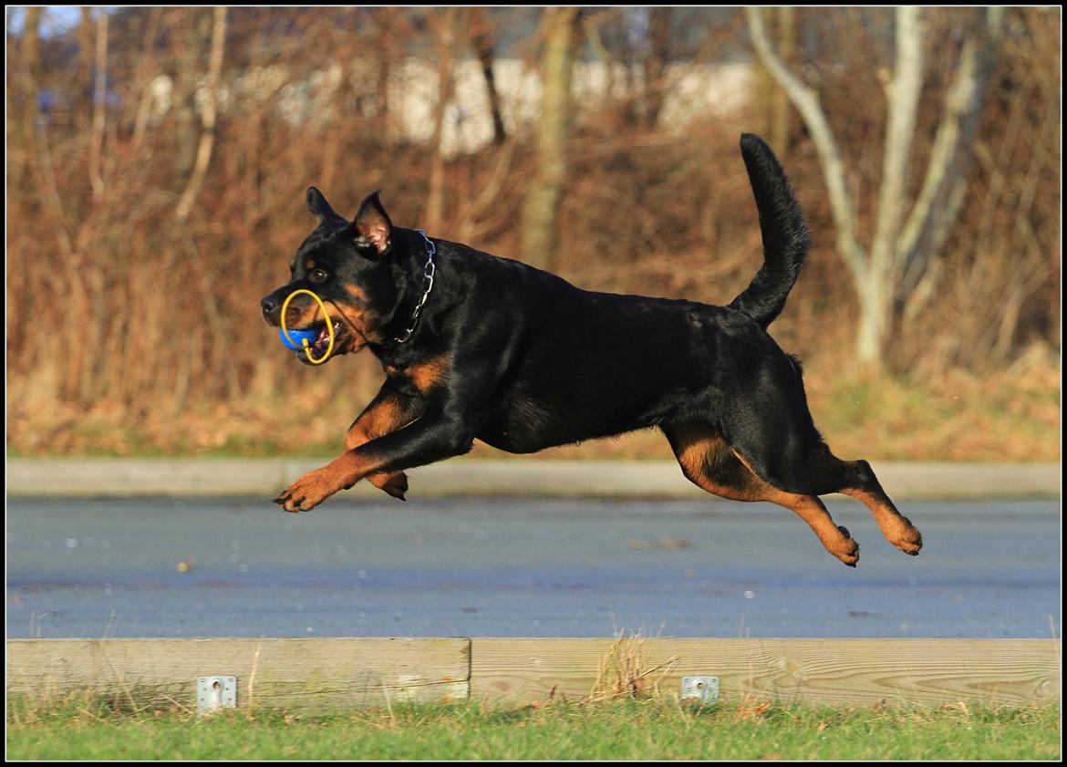 Rottweiler Lijepo´s Deedee - Flyvende kylling :-) billede 17