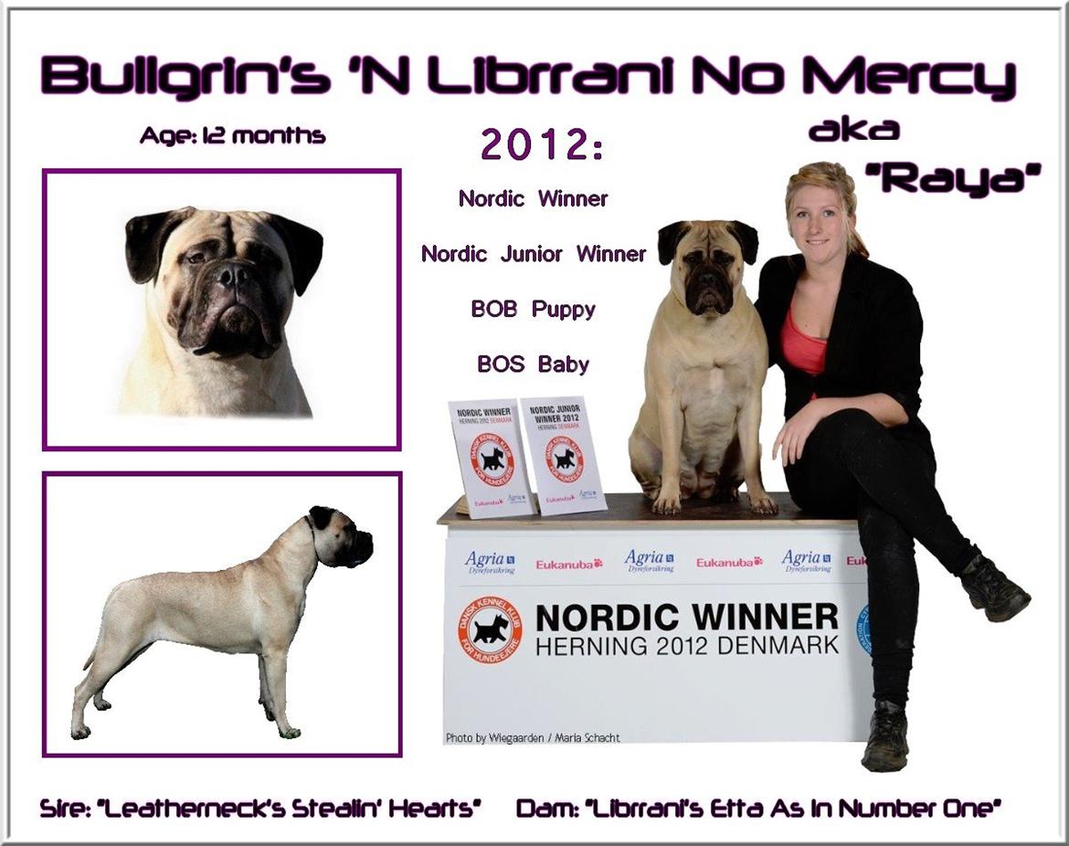 Bullmastiff Raya (Bullgrin's 'N Librrani No Mercy) billede 3