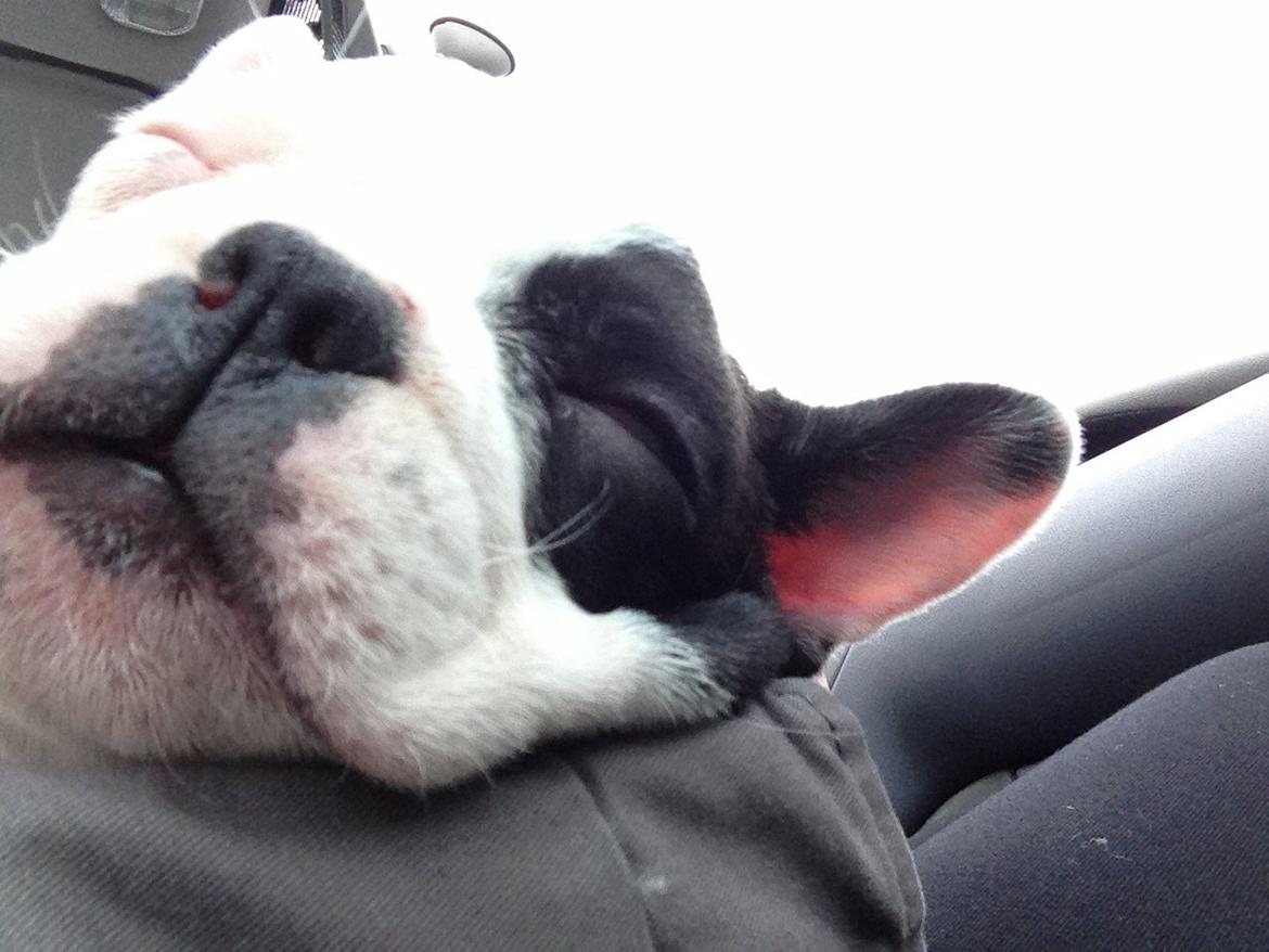 Fransk bulldog Messi - Da vi lige havde hentet ham inde i Hellerup. billede 8