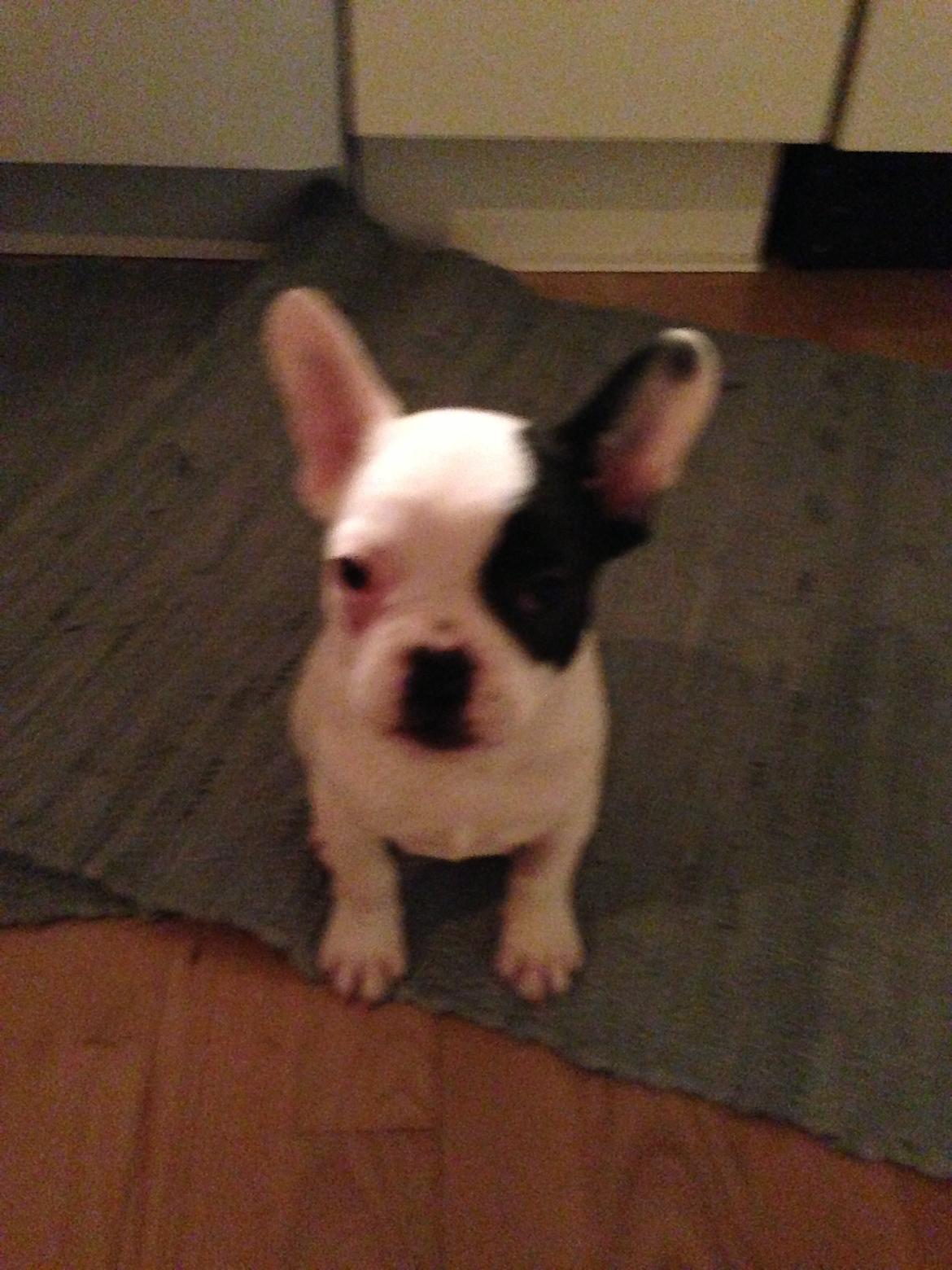 Fransk bulldog Messi - "Min mor siger, at jeg er den sødeste franske bulldog" billede 9