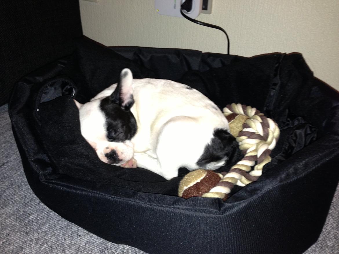 Fransk bulldog Messi - Trææææt.. billede 10