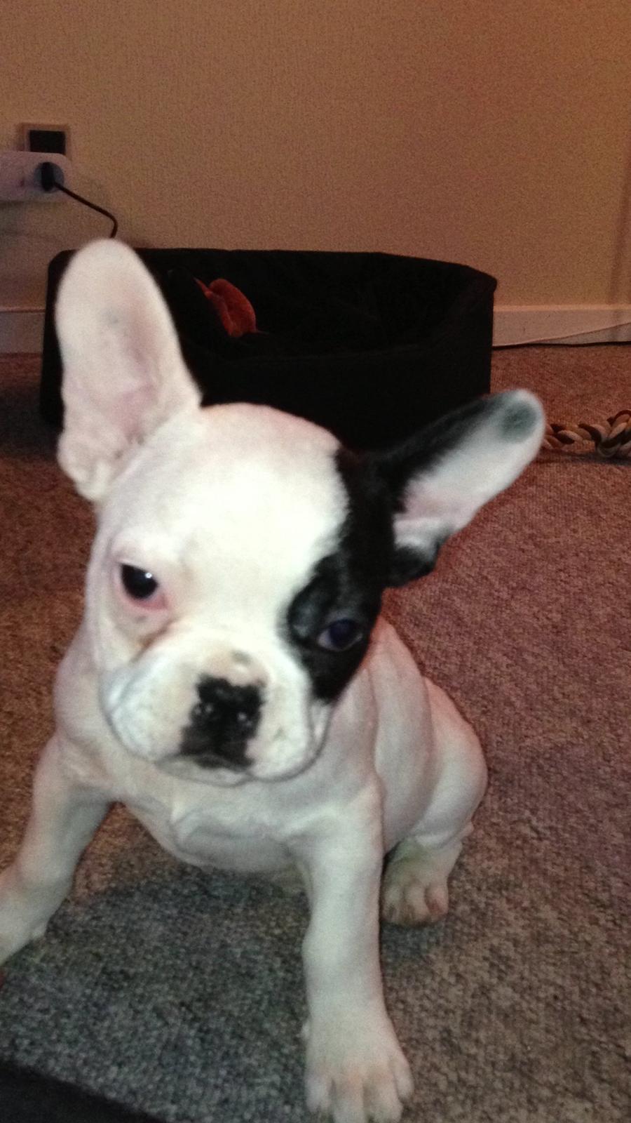 Fransk bulldog Messi - Jeg kan også være sur! billede 11