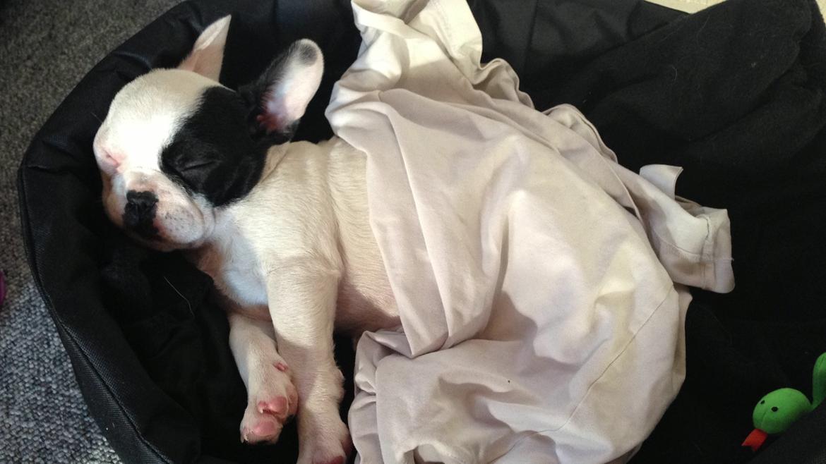 Fransk bulldog Messi - Gab.. billede 12