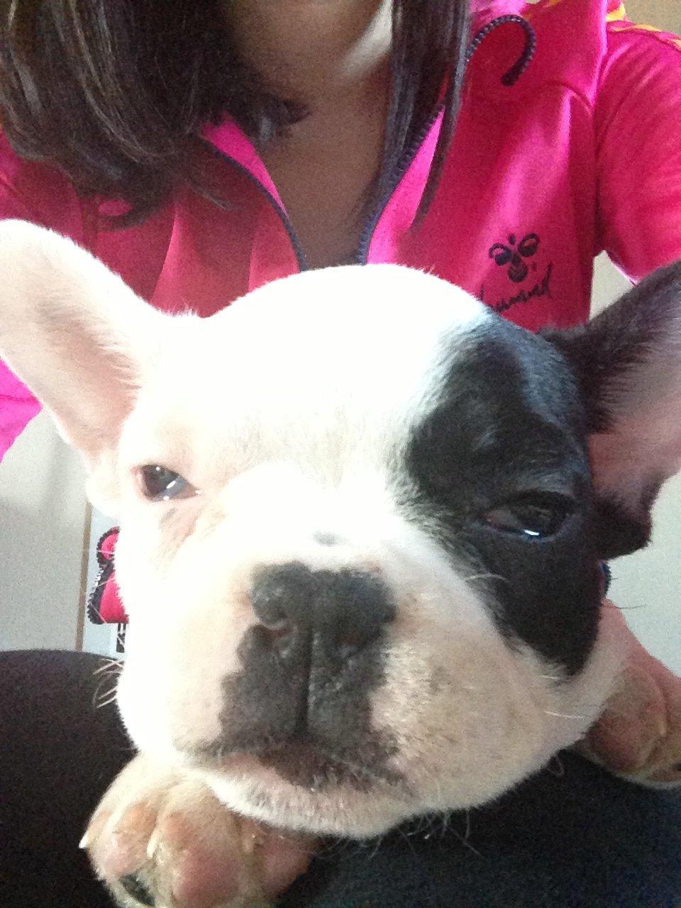 Fransk bulldog Messi - Det er hårdt at være så lækker ;-) billede 13