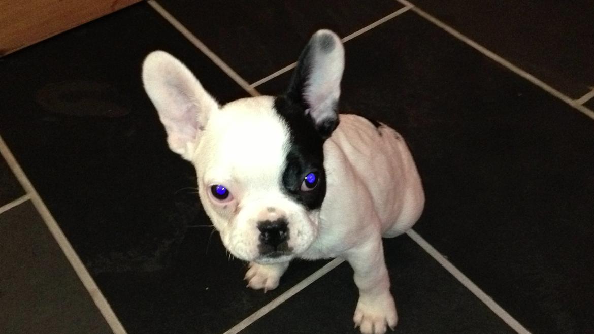 Fransk bulldog Messi - Og med fine blå øjne <3 billede 5