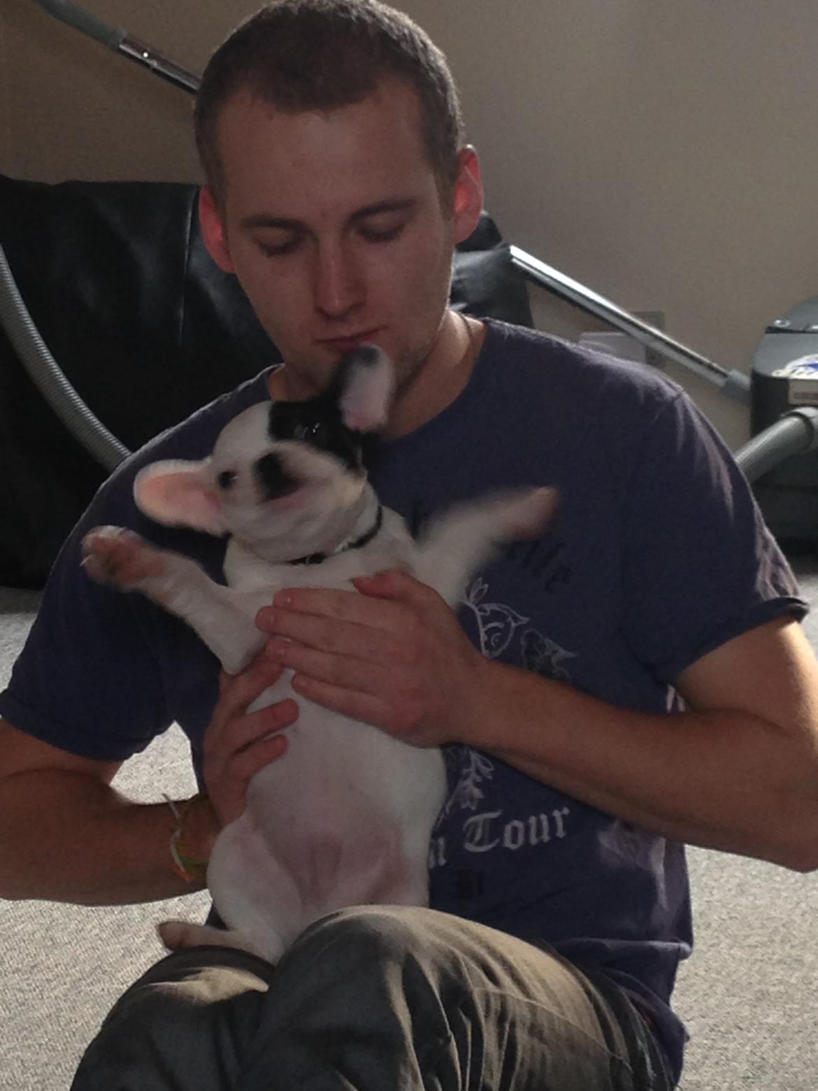 Fransk bulldog Messi - Min skønne far. billede 14