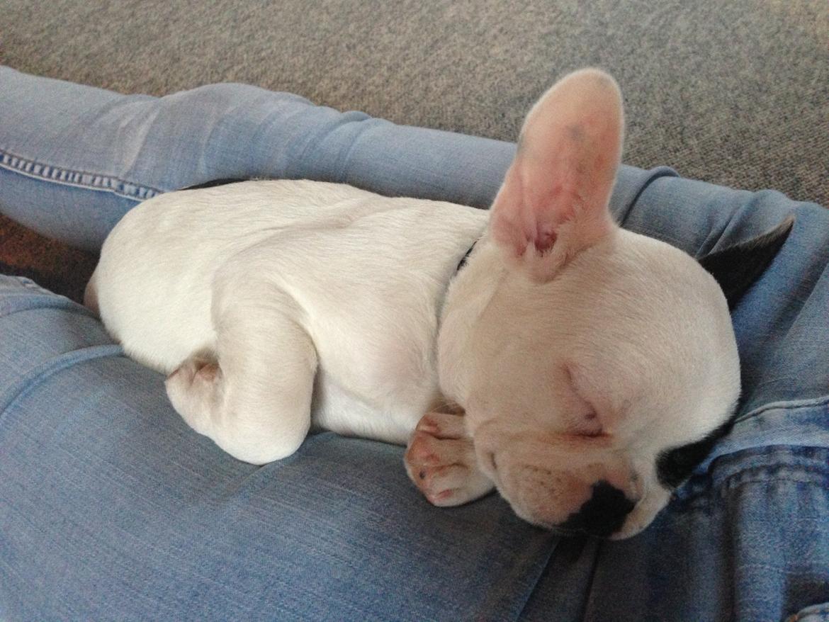 Fransk bulldog Messi - Man ligger bedst hos moar.  billede 6