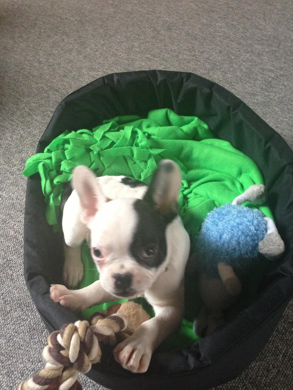 Fransk bulldog Messi - Jeg er da ret sød, ik? ;-) billede 16