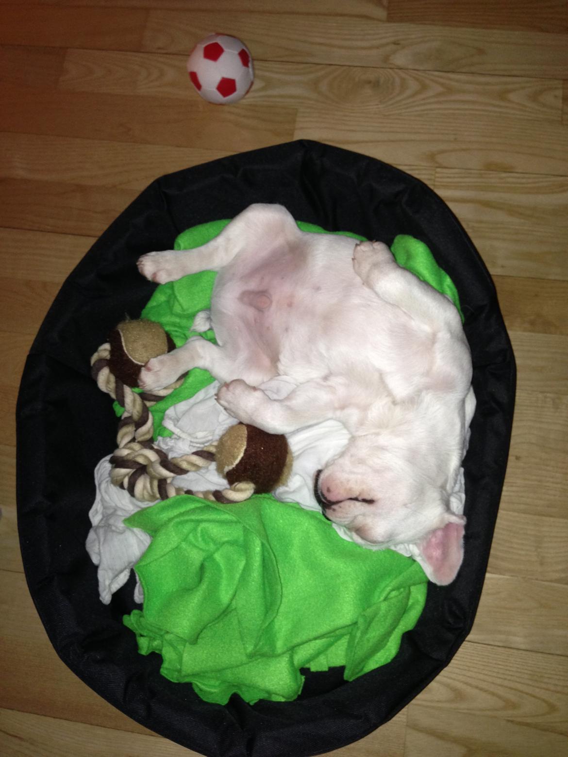 Fransk bulldog Messi - Livet er herligt! billede 17