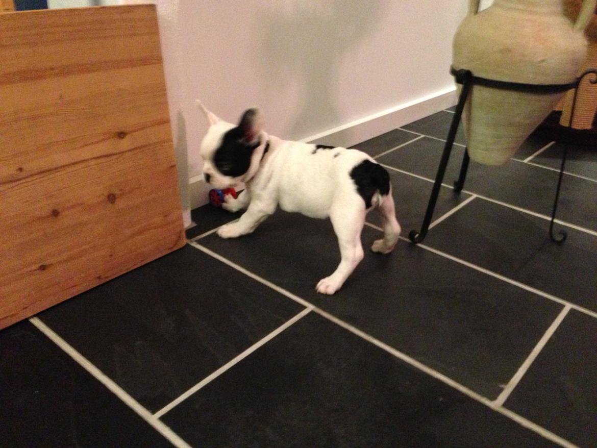 Fransk bulldog Messi billede 4