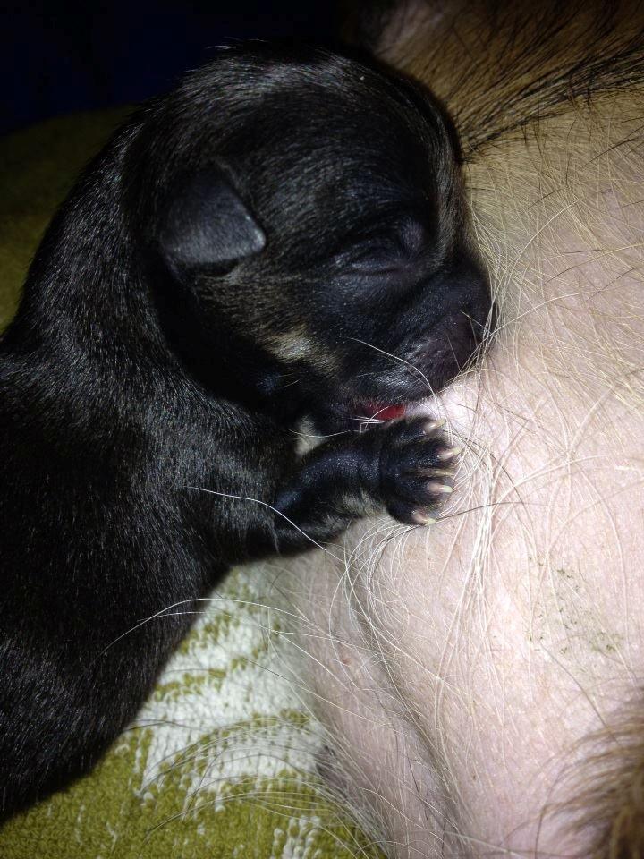 Blanding af racer Luna - Min smukke tøs <3 billede 2