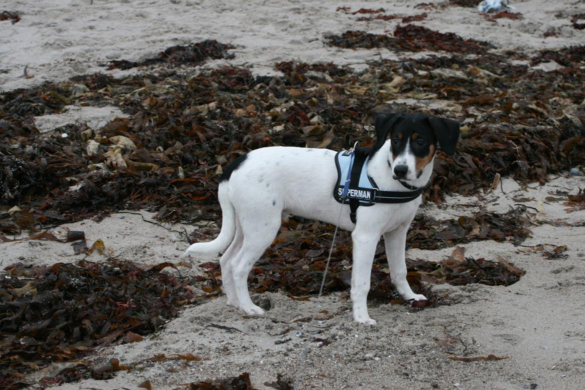 Blanding af racer Pluto - Pluto på Nyborg strand :) billede 3