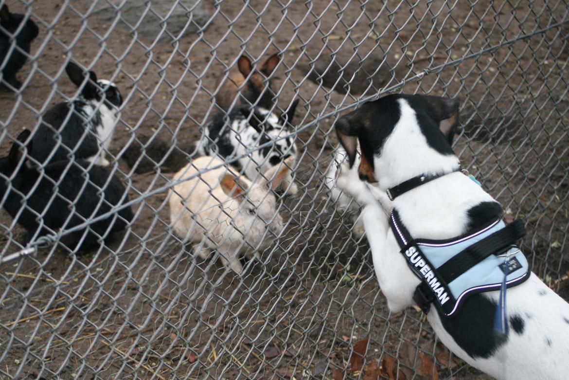 Blanding af racer Pluto - Pluto på strandvejen, kaninerne er altså søde ;) billede 5