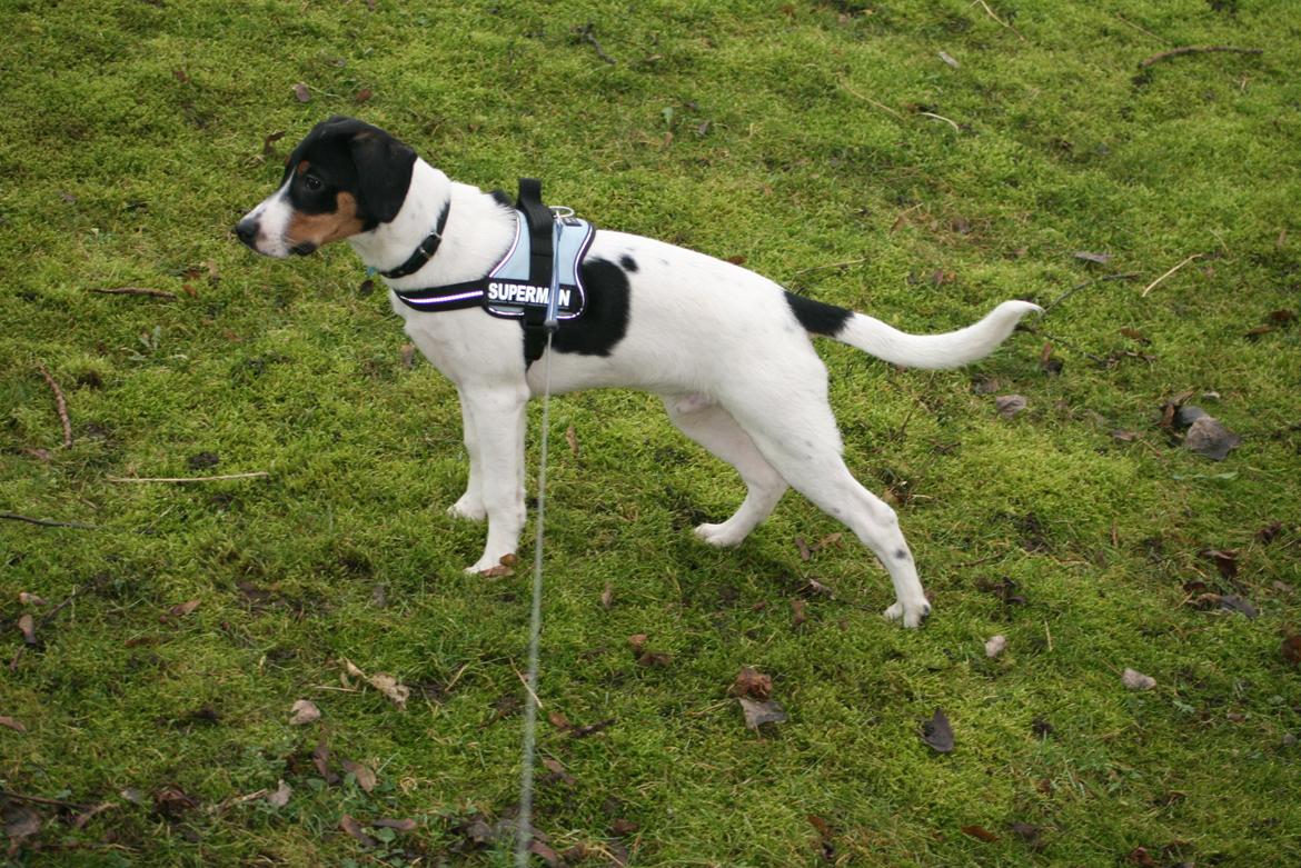 Blanding af racer Pluto - Pluto :)
 billede 2