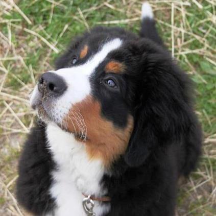 Berner sennenhund Bosco billede 7