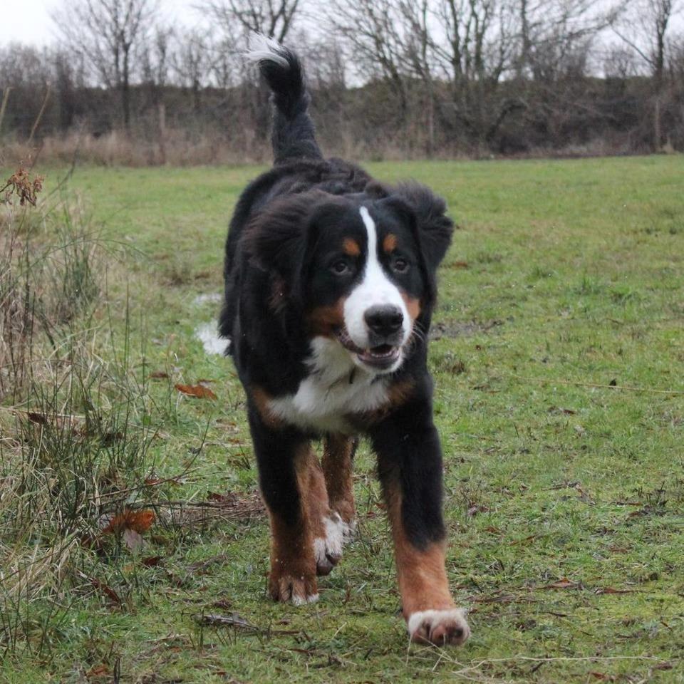 Berner sennenhund Bosco billede 8