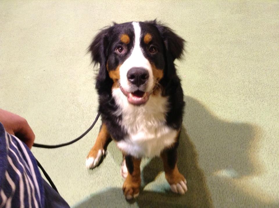 Berner sennenhund Bosco billede 9