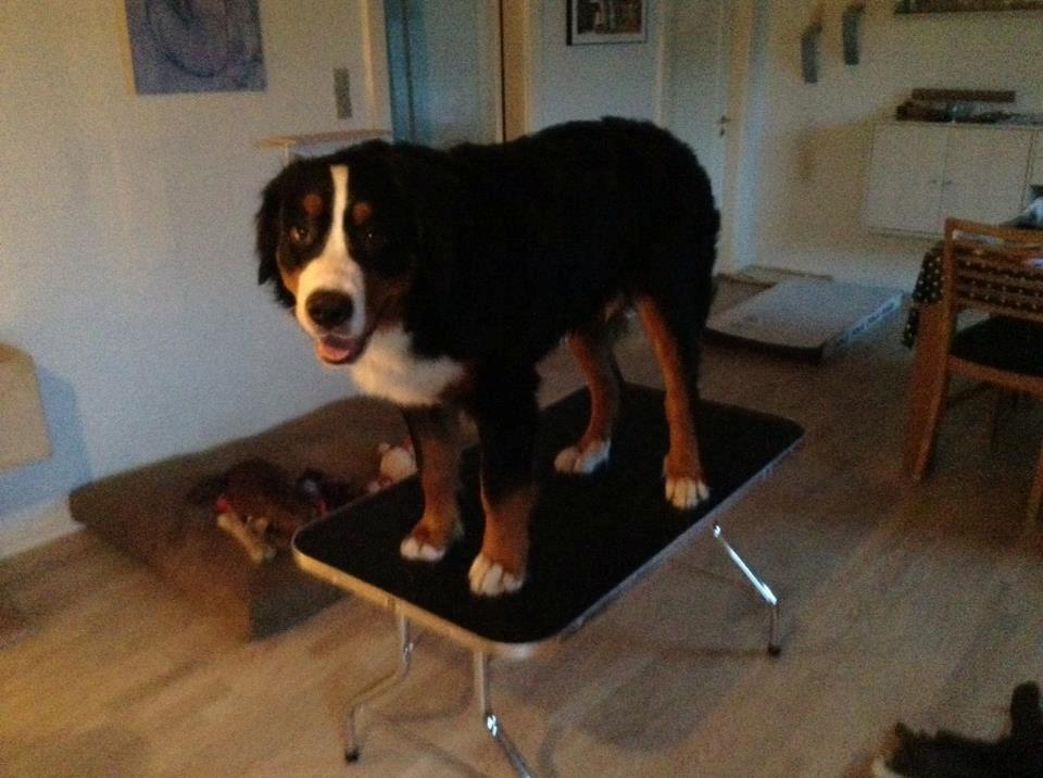 Berner sennenhund Bosco billede 10