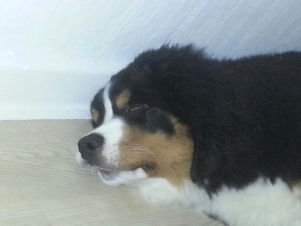 Berner sennenhund Bosco billede 11