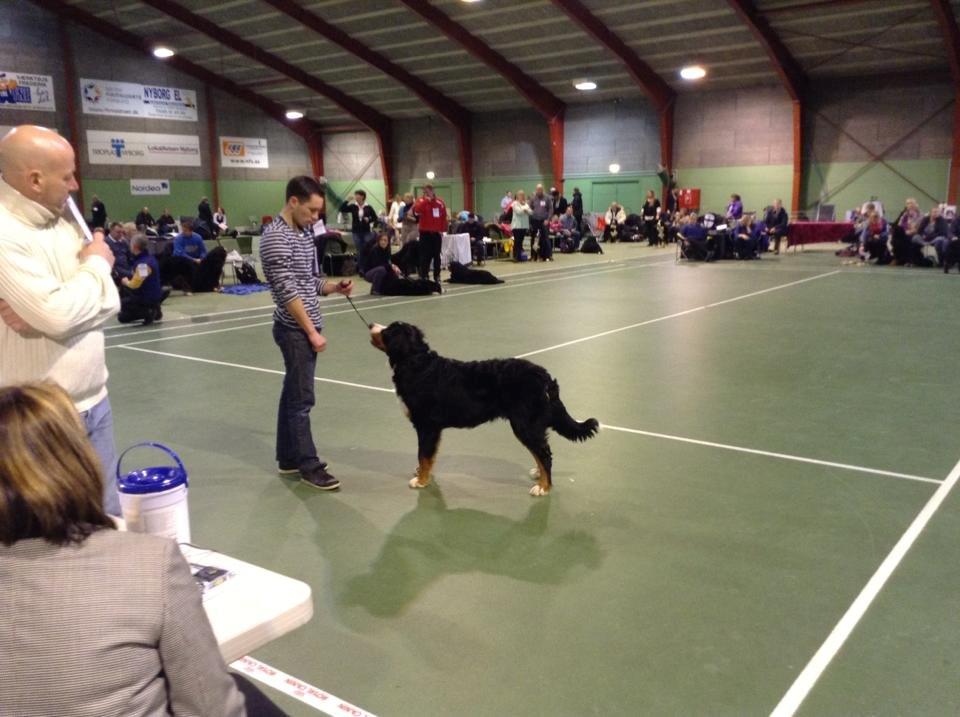 Berner sennenhund Bosco - Bosco til udstilling i Nyborg. Her er han 7 1/2 måned billede 12