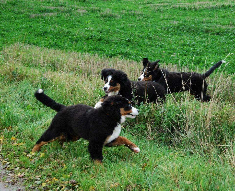 Berner sennenhund Bosco - Bosco mødes med søskende :) billede 13