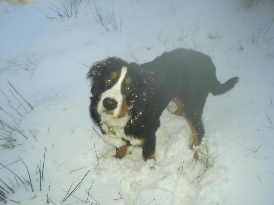 Berner sennenhund Bosco billede 14