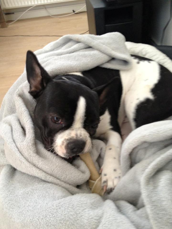 Blanding af racer Zeus billede 2