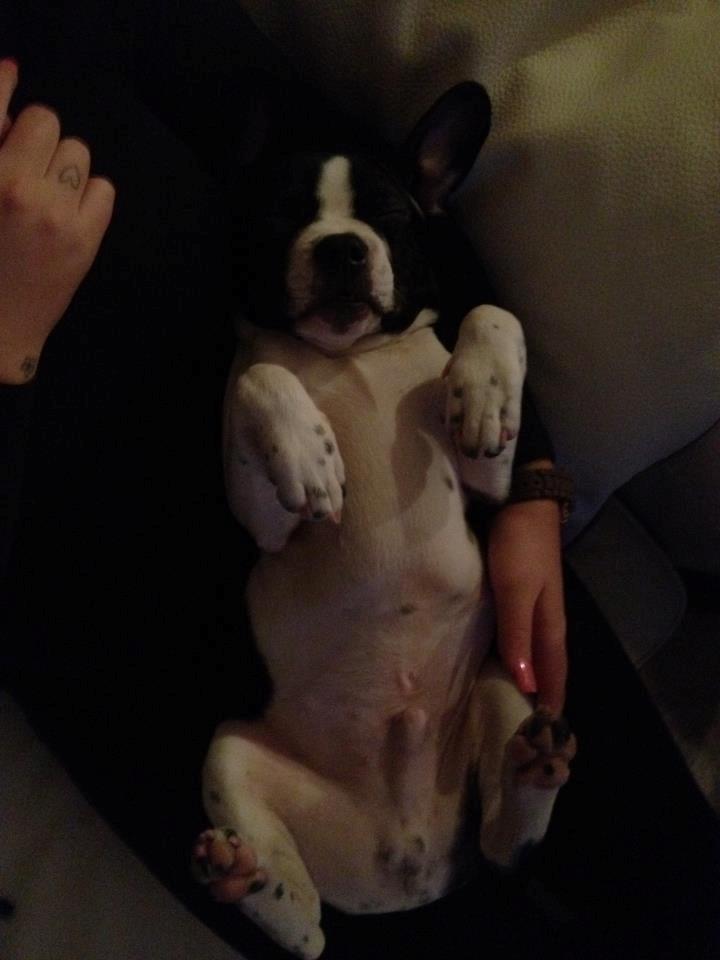 Blanding af racer Zeus billede 5