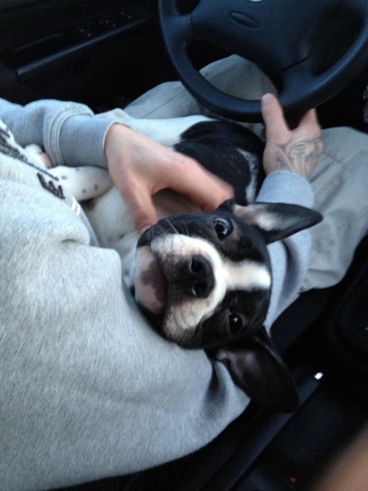 Blanding af racer Zeus billede 6