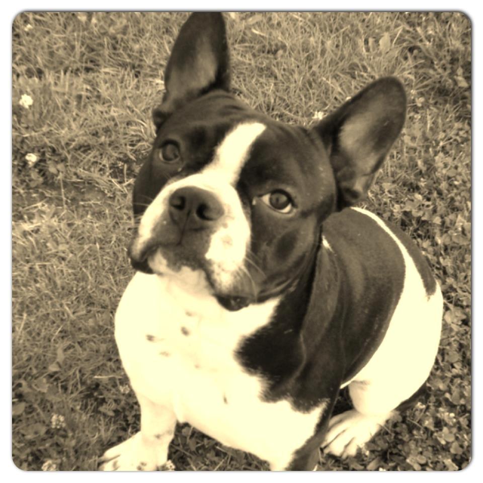 Blanding af racer Zeus billede 7