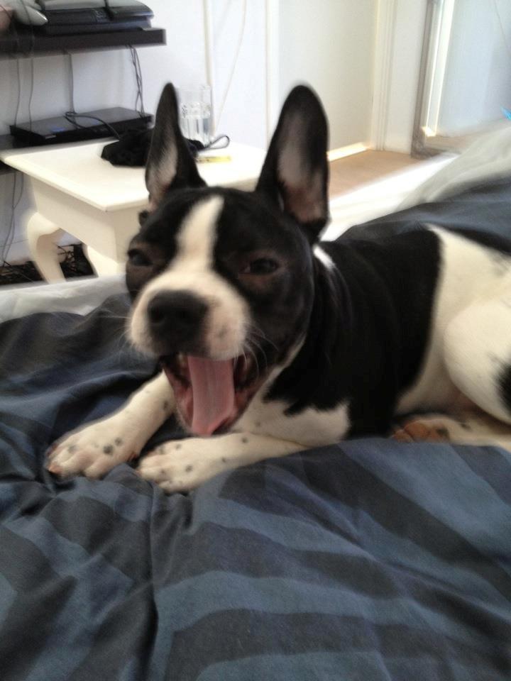 Blanding af racer Zeus billede 8