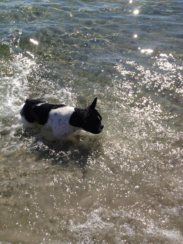 Blanding af racer Zeus billede 10